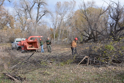 Prescott Tree Service